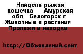 Найдена рыжая кошечка!  - Амурская обл., Белогорск г. Животные и растения » Пропажи и находки   